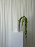Amaranthus