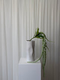 Amaranthus
