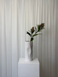 Skimmia
