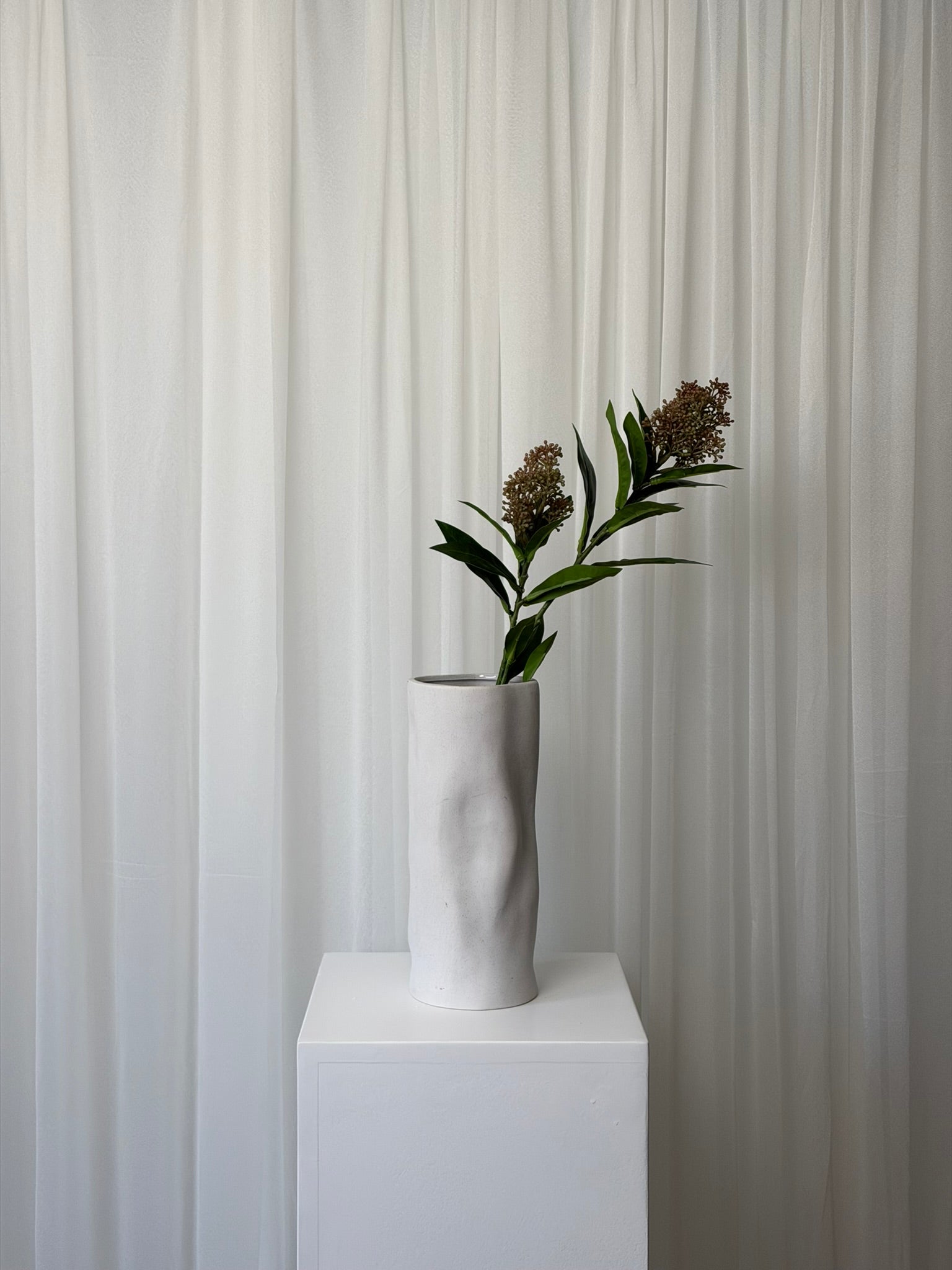 Skimmia