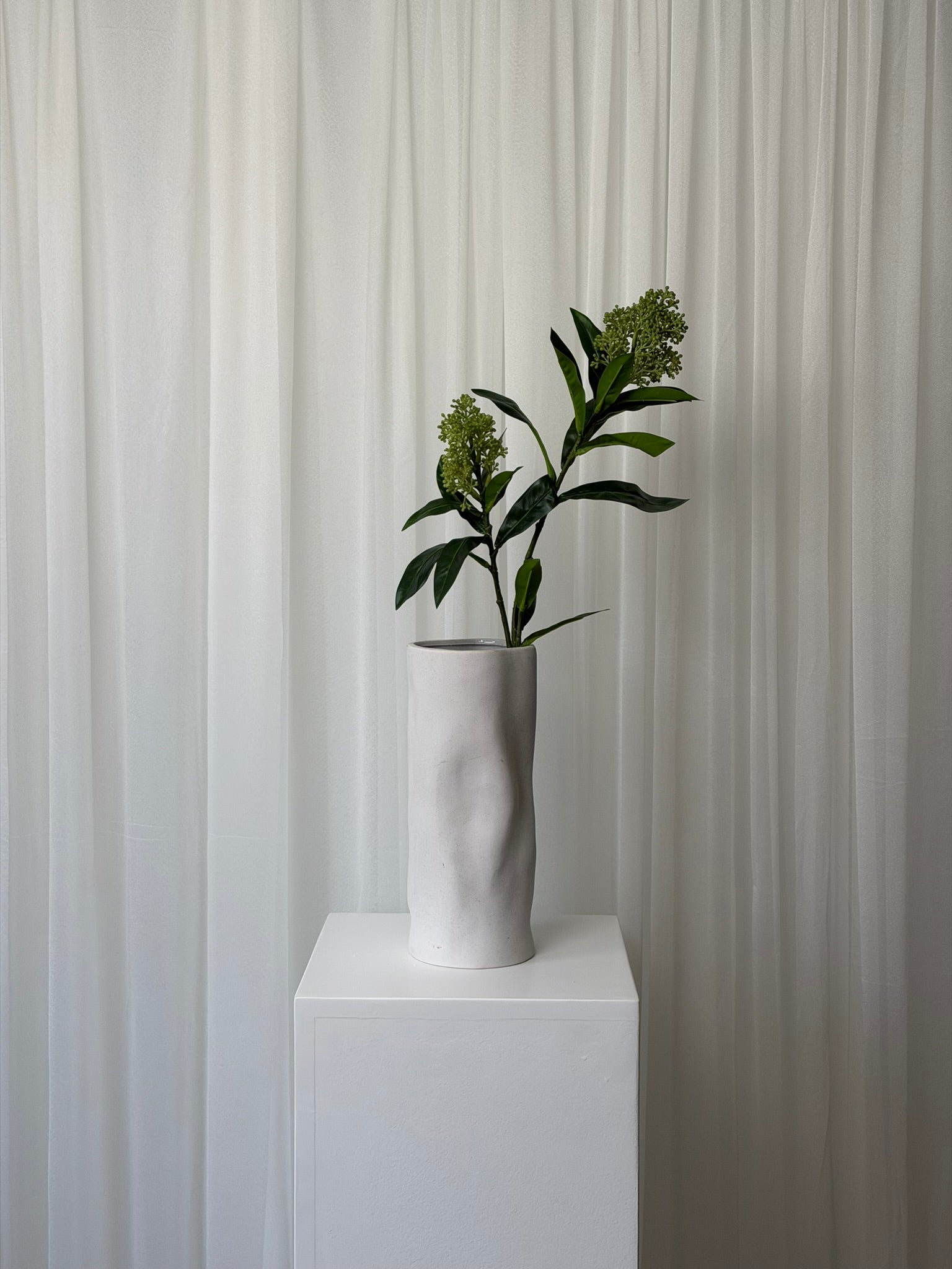 Skimmia