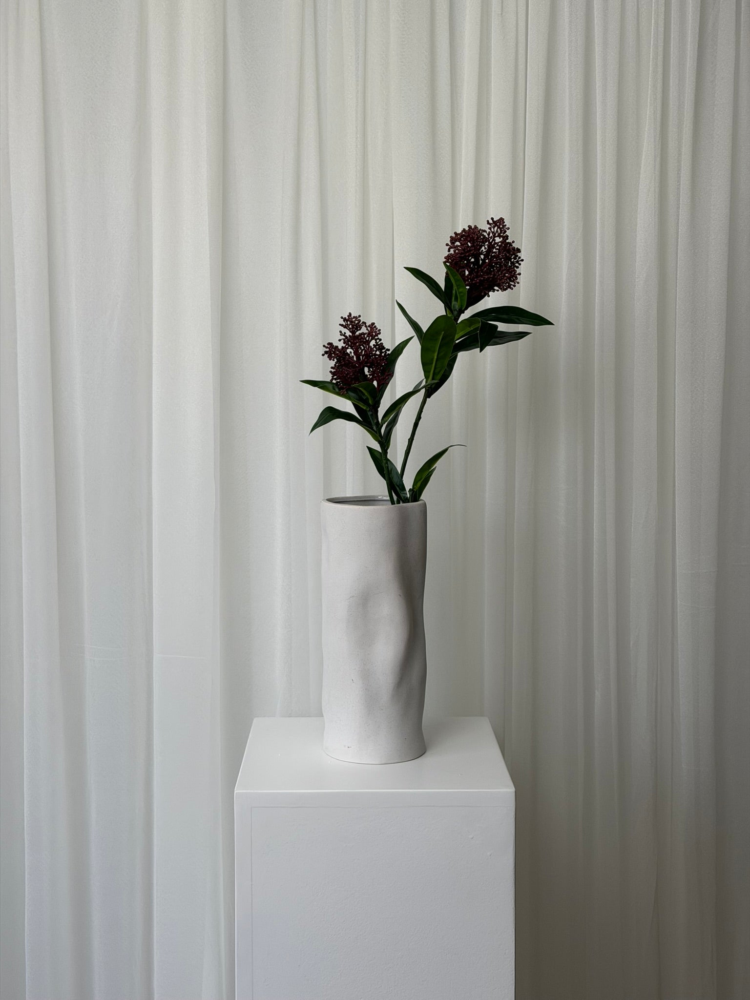 Skimmia